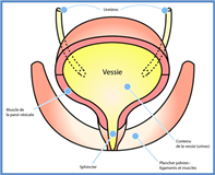 incontinence